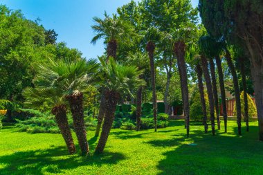 Bakü şehrindeki çeşme meydanında palmiye ağaçları