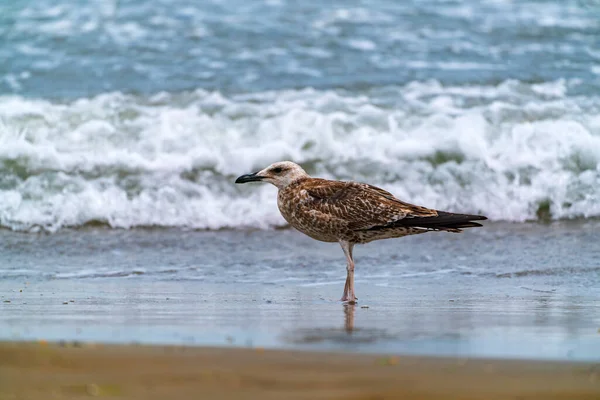 Grande Mouette Bord Mer — Photo