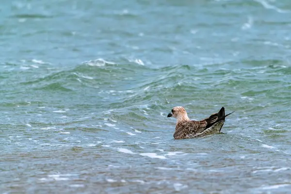 Grande Mouette Nage Sur Mer — Photo