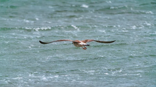 Grande Mouette Vol — Photo