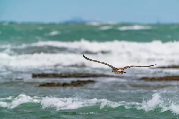 Storfiskmås Flygning — Stockfoto