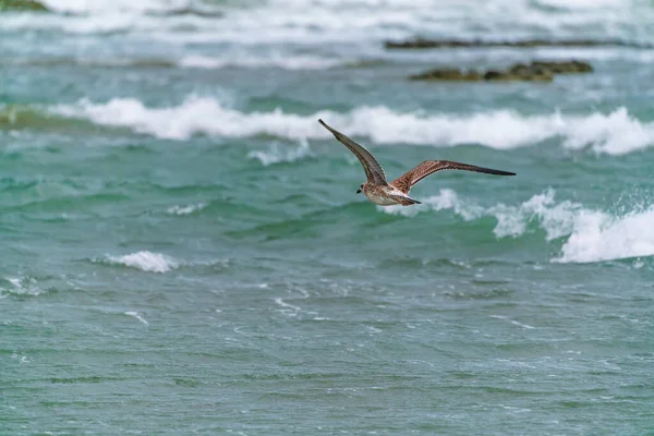 Storfiskmås Flygning — Stockfoto