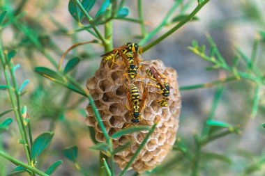 Eşekarıları bir bitkinin üstünde