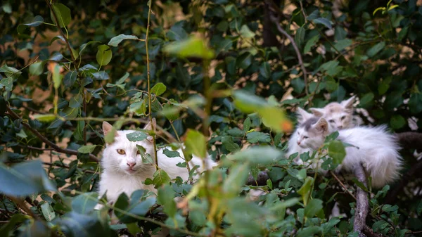 Mom Cat Kittens Sit Tree Branch — Stock Photo, Image