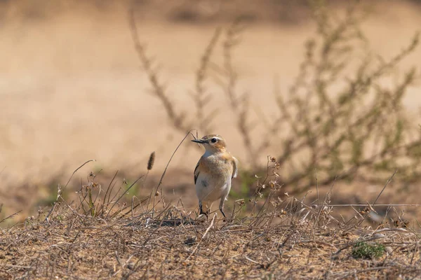 Terrain Assis Sur Sol Oiseau Dans Faune — Photo