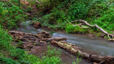 Yoğun yeşil ormanda küçük bir nehir