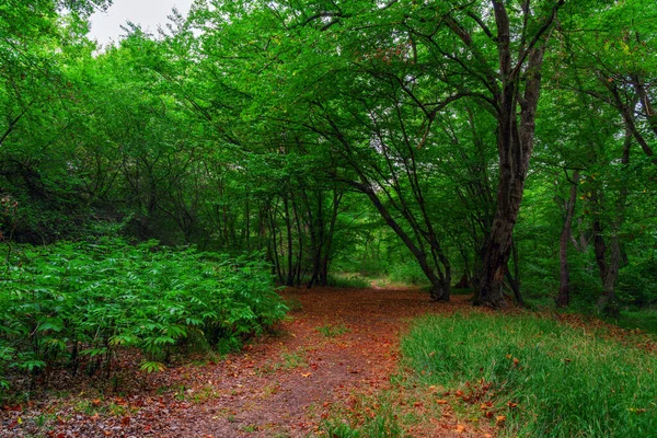 Wandelpad Door Hoge Bomen Een Weelderig Groen Bos — Stockfoto