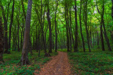 Yeşillik bir ormanda uzun ağaçların arasında yürüyüş yapmak.