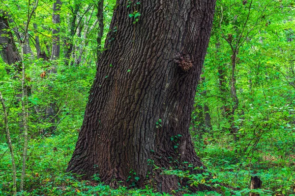 Dikke Stam Van Een Oude Boom Een Groen Bos — Stockfoto