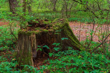 Ormandaki yaşlı ağaç kütüğü