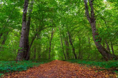 Yeşillik bir ormanda uzun ağaçların arasında yürüyüş yapmak.