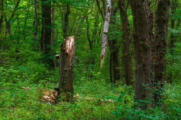 Yeşil Sık Ormandaki Kırık Ağaç — Stok fotoğraf