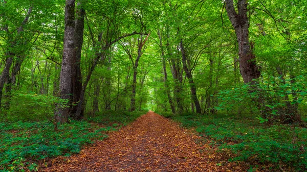 Yeşillik bir ormanda uzun ağaçların arasında yürüyüş yapmak.