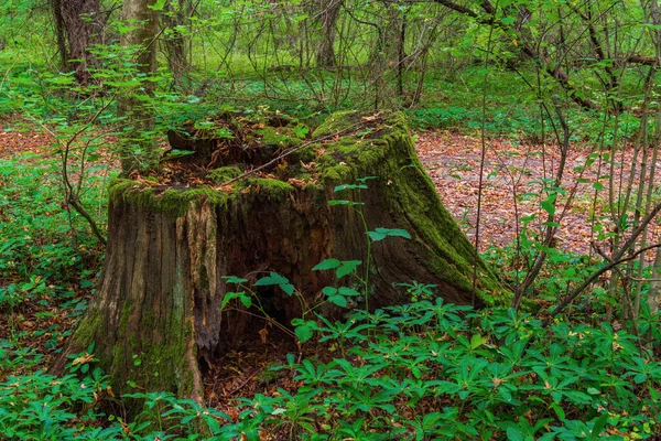 Oude Boomstronk Het Bos — Stockfoto