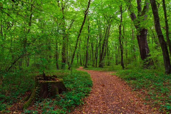 Yeşillik bir ormanda uzun ağaçların arasında yürüyüş yapmak.