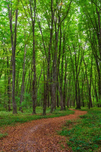 Foto Van Een Pacific Northwest Forest Wandelpad — Stockfoto