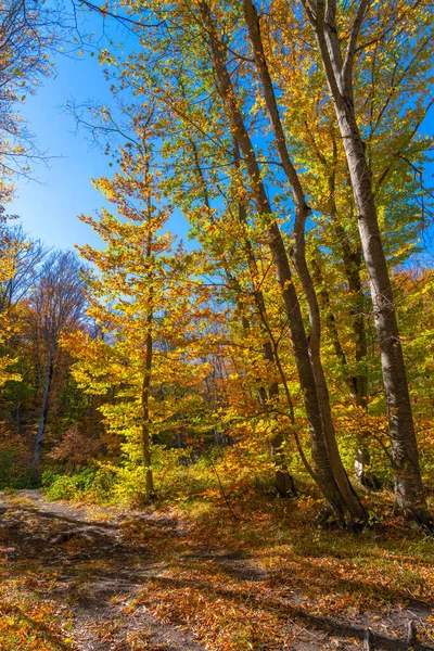 Floresta Outono Folhas Amarelas Secas — Fotografia de Stock