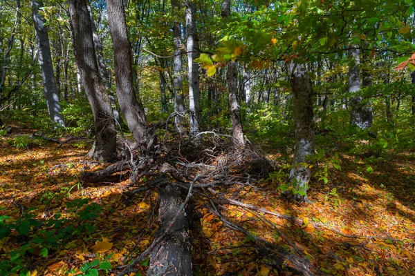 Sonbahar Ormanı Kuru Sarı Yapraklar — Stok fotoğraf