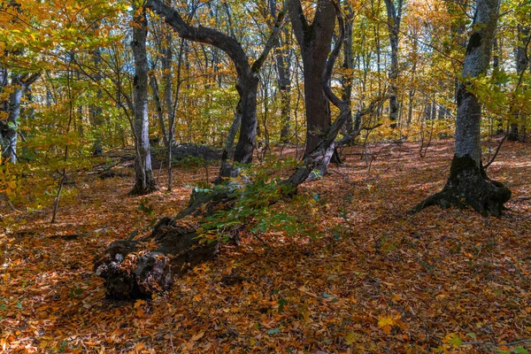 秋の森乾燥黄色の葉 — ストック写真