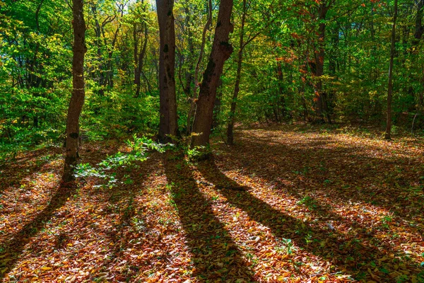 Zonnestralen Het Herfstbos — Stockfoto