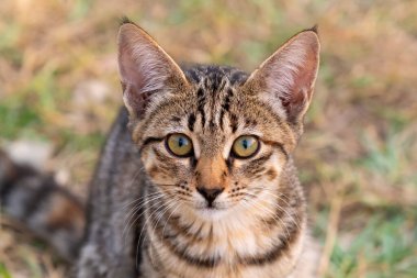 Çekici bir tekir kedinin portresi