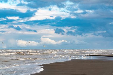 deniz kıyısı üzerinde martıların sürüsü