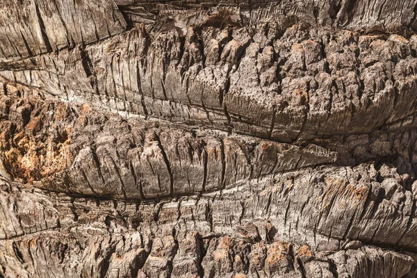 Textura Corteza Del Tronco Ancho Una Palmera Tropical —  Fotos de Stock