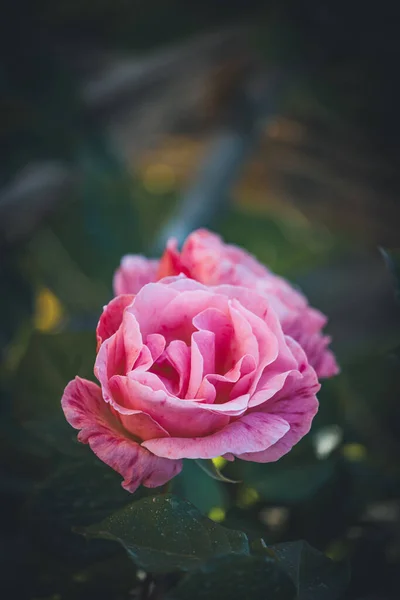 Delicate pink striped rose cultivated in the gardens of an urban park