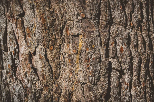 Textura Detalhada Uma Casca Árvore Pinheiro — Fotografia de Stock