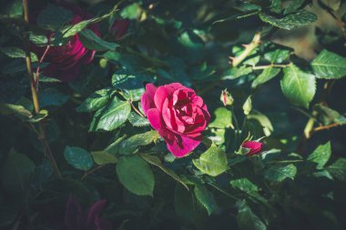 Bir şehir parkının bahçesinde ekilmiş pembe gül ve tomurcuklar.