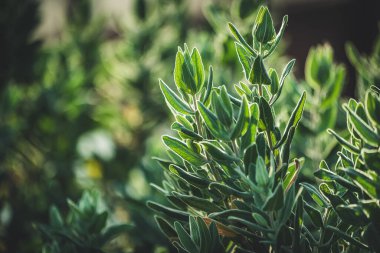 Kaya Gülü olarak da bilinen Cistus Albidus 'un Evergreen yaprakları