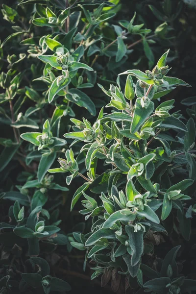 Hojas Perennes Cistus Albidus También Conocida Como Roca Rosa — Foto de Stock