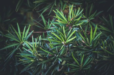 İnce yapraklı yeşil bir çalılığın yeşilimsi arka planı