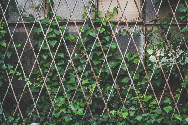 stock image Green ivy plant climbing a window grille of an abandoned old factory