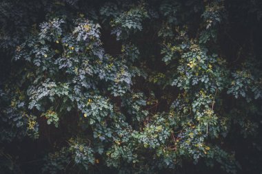 Tecoma capensis yaprakları, Cape Honeysuckle olarak bilinen çırpınan bir çalılık.