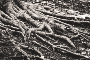 Kara yüzeyine yayılan büyük kayın ağacı kökleri - siyah ve beyaz