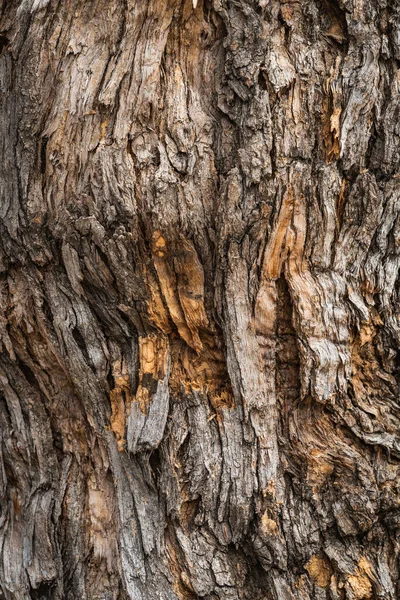 Textur Der Rinde Eines Styphnolobium Japonicum Allgemein Bekannt Als Pagodenbaum — Stockfoto