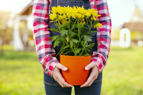 Крупним планом жовті квіти — стокове фото
