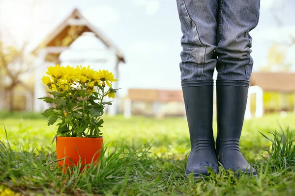 Primer plano de flores de pie en la hierba — Foto de Stock