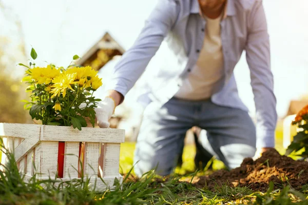 Enfoque selectivo de flores amarillas — Foto de Stock