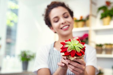 Güzel bir houseplant seçici odak