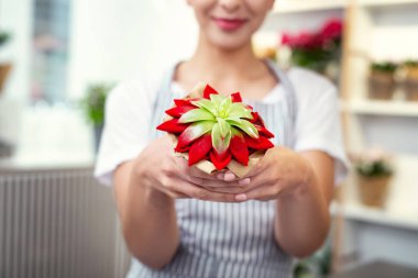 Egzotik bir houseplant seçici odak