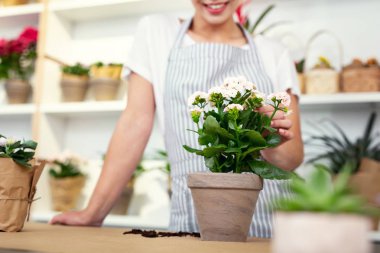 Seçici odak pota bir çiçek