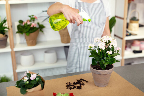 Nice delighted woman spraying flowers