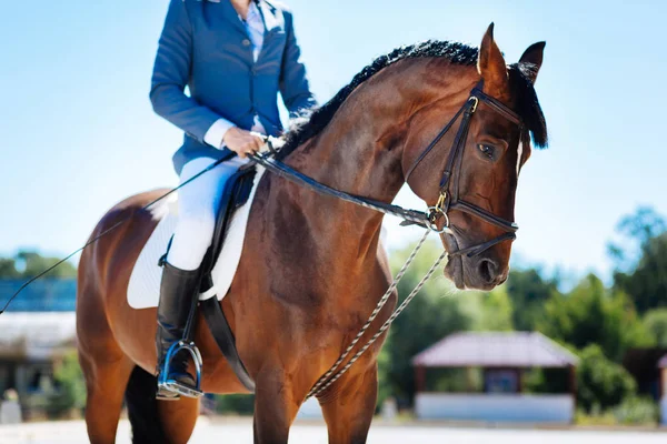 Jinete con uniforme especial descansando mientras está sentado a caballo — Foto de Stock