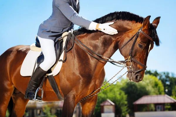 Horse man wearing white gloves petting his nice brown horse — Stock Photo, Image