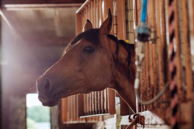 Güzel kahverengi yarış atı ayakta büyük geniş istikrarlı