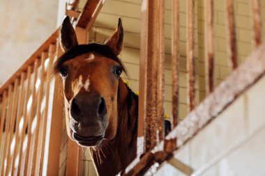 Kara gözlü nazik yarış atı şirin sahip yele saç örgü