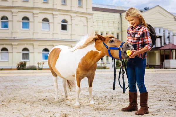 Mignon poney brun et blanc manger petite pomme debout près de la fille — Photo