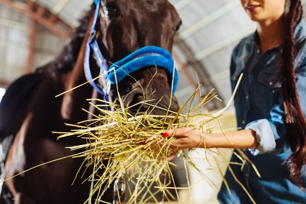 Φροντίδα horsewoman ωραία ενώ σίτιση το άλογό της — Φωτογραφία Αρχείου